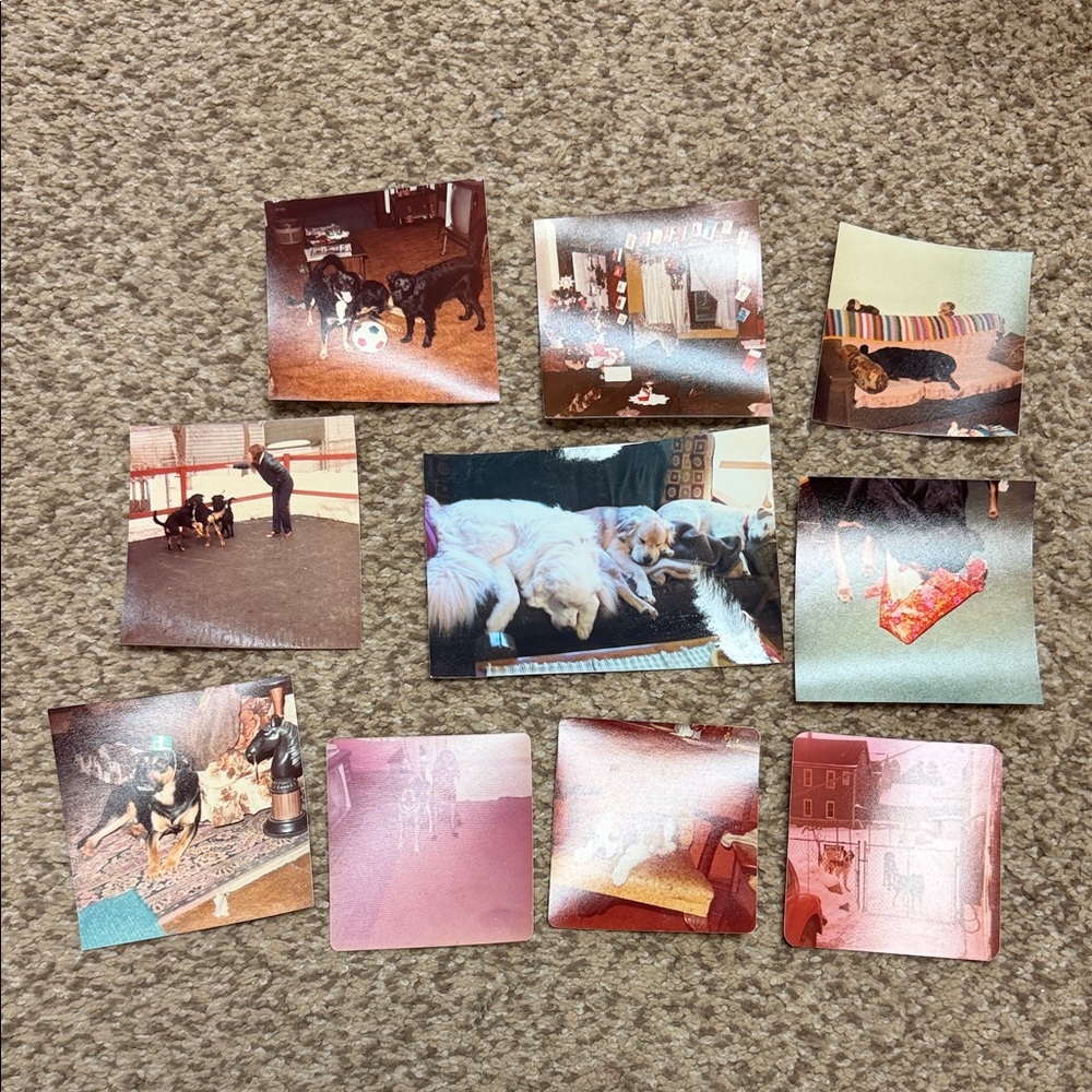 Vintage Dog Photo Collection
